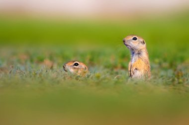 Sevimli komik hayvan. Hamile yer sincabı. Yeşil doğa arka planı.