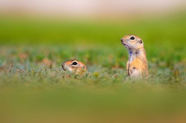 Sevimli komik hayvan. Hamile yer sincabı. Yeşil doğa arka planı.