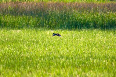 Uçan ördek. Yeşil doğa arka planı. Mallard. Anas platyrhynchos.