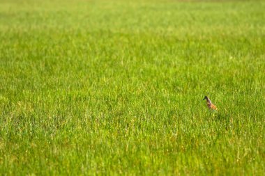 Balıkçıl. Doğa geçmişi. Squacco Heron. Ardeola rallileriName.