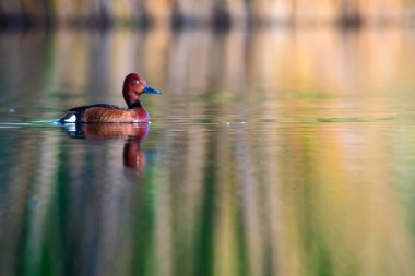 Yüzen ördek. Doğal göl habitat arka plan. Kuş: Ferruginous Duck. Aythya nyroca.
