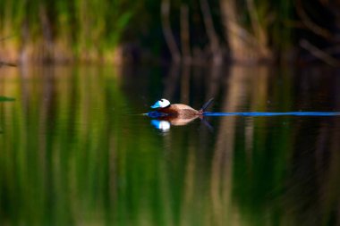 Sevimli Ördek yüzüyor. Doğal göl arka planı. Beyaz başlı Ördek. Beyaz başlı Ördek Oxyura leucocephala.