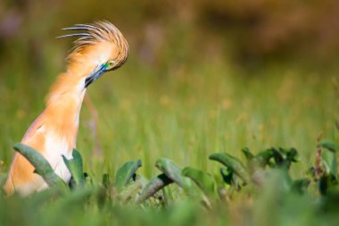 Balıkçıl. Doğa geçmişi. Squacco Heron. Ardeola rallileriName.