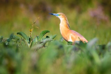 Balıkçıl. Doğa geçmişi. Squacco Heron. Ardeola rallileriName.