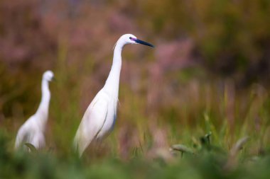 Balıkçıl. Doğa arka planı. Küçük Egret. Egretta garzetta.