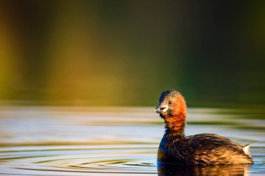 Uçan kuşlar. Mavi gökyüzü arka planı. 