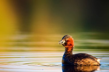 Uçan kuşlar. Mavi gökyüzü arka planı. 