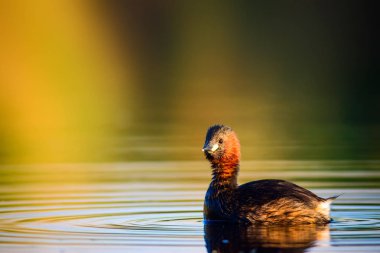 Uçan kuşlar. Mavi gökyüzü arka planı. 