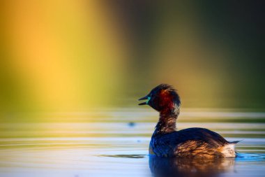 Uçan kuşlar. Mavi gökyüzü arka planı. 