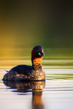 Uçan kuşlar. Mavi gökyüzü arka planı. 