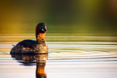 Uçan kuşlar. Mavi gökyüzü arka planı. 
