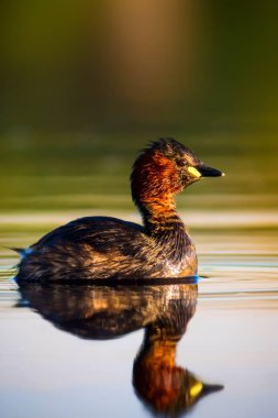 Uçan kuşlar. Mavi gökyüzü arka planı. 