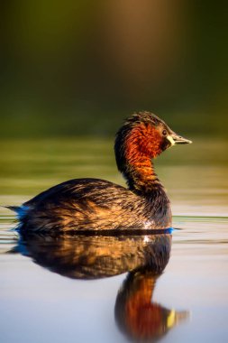 Uçan kuşlar. Mavi gökyüzü arka planı. 