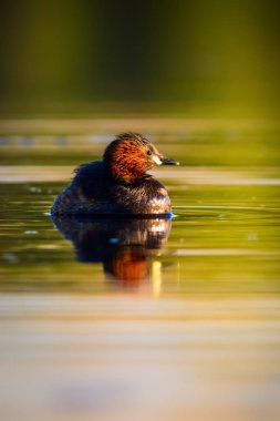 Uçan kuşlar. Mavi gökyüzü arka planı. 