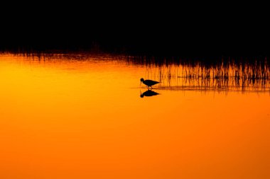 Günbatımı doğa ve kuş. Günbatımı doğa arka plan. Ortak su kuşu: siyah kanatlı stilt. Himantopus himantopus.