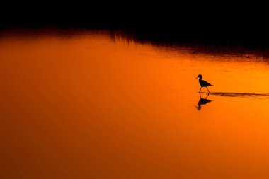 Günbatımı doğa ve kuş. Günbatımı doğa arka plan. Ortak su kuşu: siyah kanatlı stilt. Himantopus himantopus.