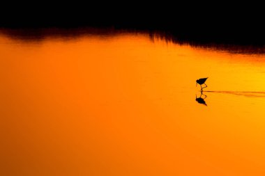 Günbatımı doğa ve kuş. Günbatımı doğa arka plan. Ortak su kuşu: siyah kanatlı stilt. Himantopus himantopus.