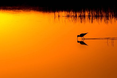 Günbatımı doğa ve kuş. Günbatımı doğa arka plan. Ortak su kuşu: siyah kanatlı stilt. Himantopus himantopus.
