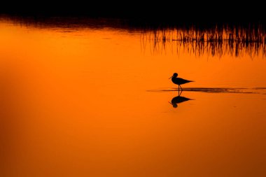 Günbatımı doğa ve kuş. Günbatımı doğa arka plan. Ortak su kuşu: siyah kanatlı stilt. Himantopus himantopus.