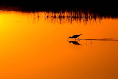 Günbatımı doğa ve kuş. Günbatımı doğa arka plan. Ortak su kuşu: siyah kanatlı stilt. Himantopus himantopus.
