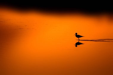 Günbatımı doğa ve kuş. Günbatımı doğa arka plan. Ortak su kuşu: siyah kanatlı stilt. Himantopus himantopus.