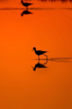 Günbatımı doğa ve kuş. Günbatımı doğa arka plan. Ortak su kuşu: siyah kanatlı stilt. Himantopus himantopus.