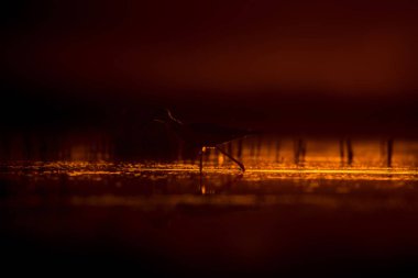 Günbatımı doğa ve kuş. Günbatımı doğa arka plan. Ortak su kuşu: siyah kanatlı stilt. Himantopus himantopus.