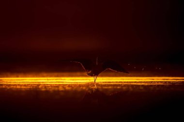 Günbatımı doğa ve kuş. Günbatımı doğa arka plan. Ortak su kuşu: siyah kanatlı stilt. Himantopus himantopus.