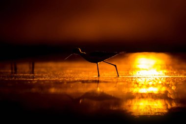 Günbatımı doğa ve kuş. Günbatımı doğa arka plan. Ortak su kuşu: siyah kanatlı stilt. Himantopus himantopus.