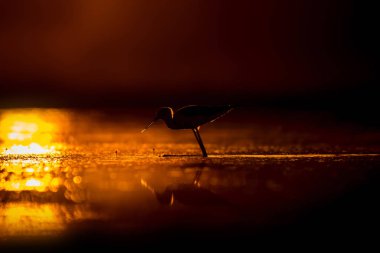 Günbatımı doğa ve kuş. Günbatımı doğa arka plan. Ortak su kuşu: siyah kanatlı stilt. Himantopus himantopus.