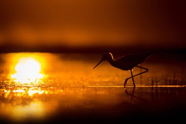 Günbatımı doğa ve kuş. Günbatımı doğa arka plan. Ortak su kuşu: siyah kanatlı stilt. Himantopus himantopus.
