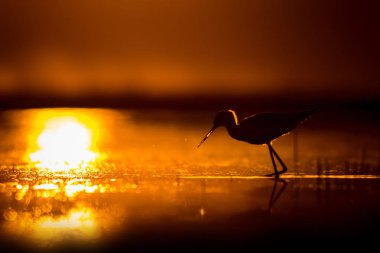 Günbatımı doğa ve kuş. Günbatımı doğa arka plan. Ortak su kuşu: siyah kanatlı stilt. Himantopus himantopus.