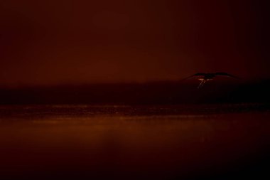 Günbatımı doğa ve kuş. Günbatımı doğa arka plan. Ortak su kuşu: siyah kanatlı stilt. Himantopus himantopus.