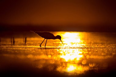 Günbatımı doğa ve kuş. Günbatımı doğa arka plan. Ortak su kuşu: siyah kanatlı stilt. Himantopus himantopus.
