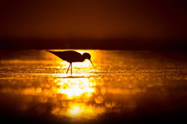 Günbatımı doğa ve kuş. Günbatımı doğa arka plan. Ortak su kuşu: siyah kanatlı stilt. Himantopus himantopus.