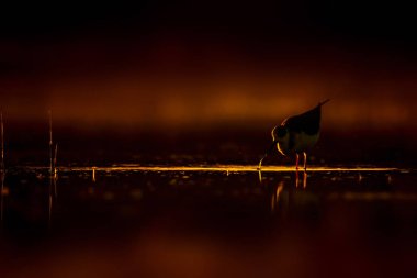 Günbatımı doğa ve kuş. Günbatımı doğa arka plan. Ortak su kuşu: siyah kanatlı stilt. Himantopus himantopus.