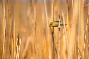 Doğa ve kuş. Doğal arka plan.
