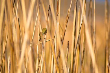 Doğa ve kuş. Doğal arka plan.
