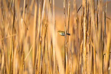 Doğa ve kuş. Doğal arka plan.