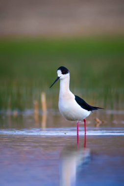Güzel su kuşları. Siyah kanatlı Stilt. Yeşil doğa arka planı.