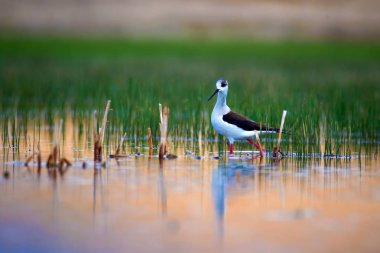 Güzel su kuşları. Siyah kanatlı Stilt. Yeşil doğa arka planı.