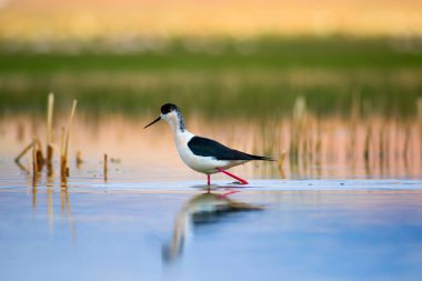 Güzel su kuşları. Siyah kanatlı Stilt. Yeşil doğa arka planı.