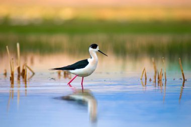 Güzel su kuşları. Siyah kanatlı Stilt. Yeşil doğa arka planı.