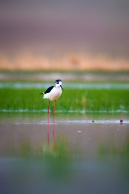 Güzel su kuşları. Siyah kanatlı Stilt. Yeşil doğa arka planı.