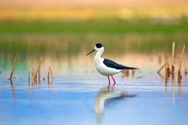 Güzel su kuşları. Siyah kanatlı Stilt. Yeşil doğa arka planı.