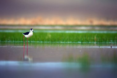 Güzel su kuşları. Siyah kanatlı Stilt. Yeşil doğa arka planı.