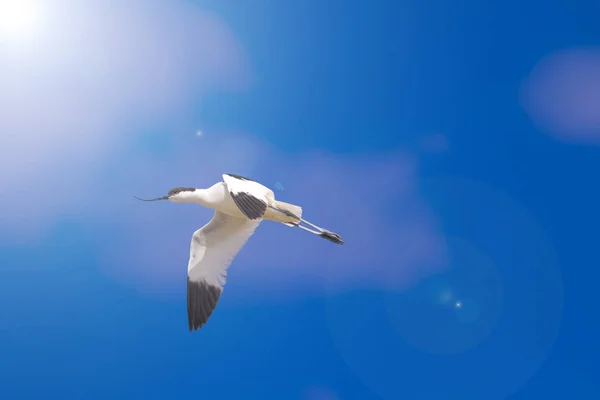 Létající Pták Modrá Obloha Pozadí Jsem Tom Recurvirostra Avosetta — Stock fotografie