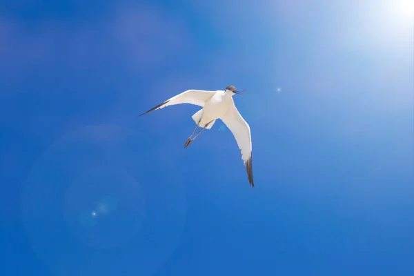 Uccello Volante Sfondo Cielo Blu Pied Avocet Recurvirostra Avosetta — Foto Stock