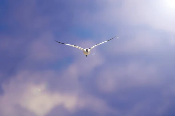 Ιπτάμενο Πουλί Φόντο Του Μπλε Ουρανού Μαγικό Βοτζετ Αναιιολίστρα Αβονέτα — Φωτογραφία Αρχείου