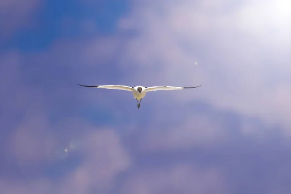 Pássaro Voador Fundo Azul Céu Pied Avocet Recurvirostra Avosetta — Fotografia de Stock